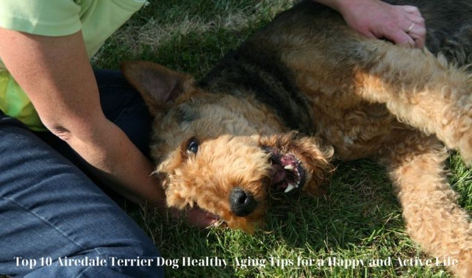 Top 10 Airedale Terrier Dog Healthy Aging Tips for a Happy and Active Life