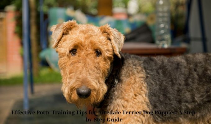 Effective Potty Training Tips for Airedale Terrier Dog Puppies: A Step-by-Step Guide