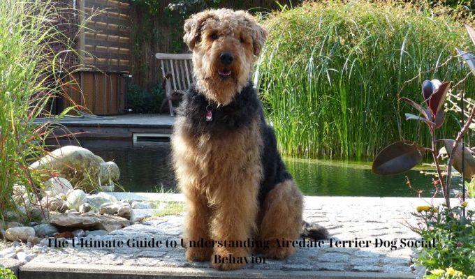 The Ultimate Guide to Understanding Airedale Terrier Dog Social Behavior