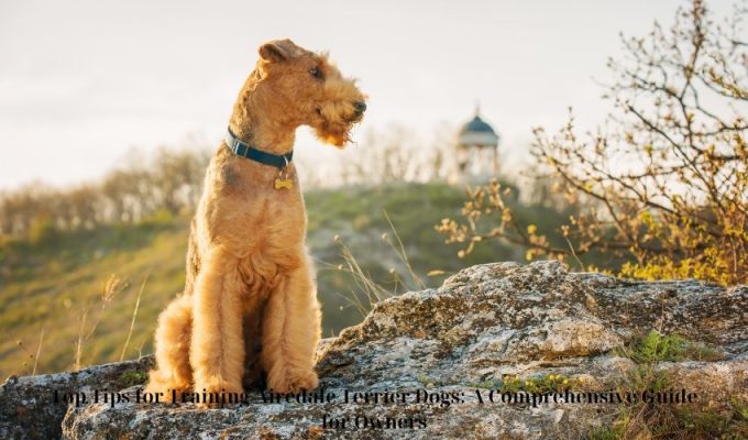 Top Tips for Training Airedale Terrier Dogs: A Comprehensive Guide for Owners