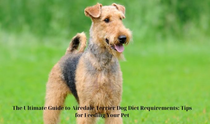 The Ultimate Guide to Airedale Terrier Dog Diet Requirements: Tips for Feeding Your Pet