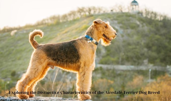 Exploring the Distinctive Characteristics of the Airedale Terrier Dog Breed