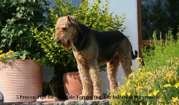 5 Proven Tips for Airedale Terrier Dog Ear Infection Prevention