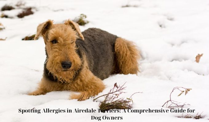 Spotting Allergies in Airedale Terriers: A Comprehensive Guide for Dog Owners