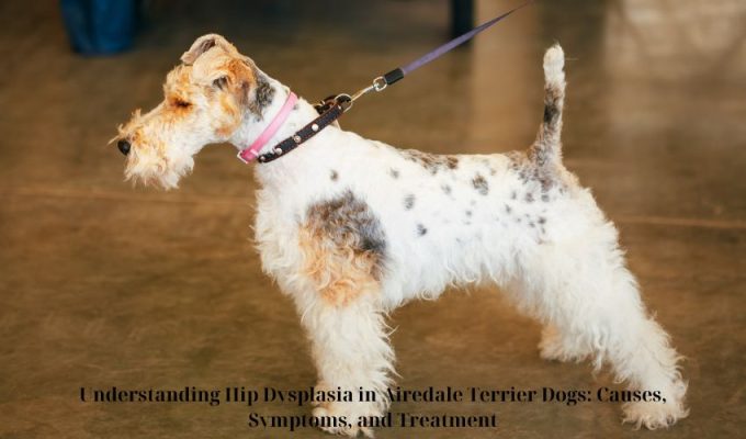 Understanding Hip Dysplasia in Airedale Terrier Dogs: Causes, Symptoms, and Treatment