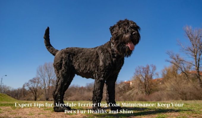 Expert Tips for Airedale Terrier Dog Coat Maintenance: Keep Your Pet’s Fur Healthy and Shiny