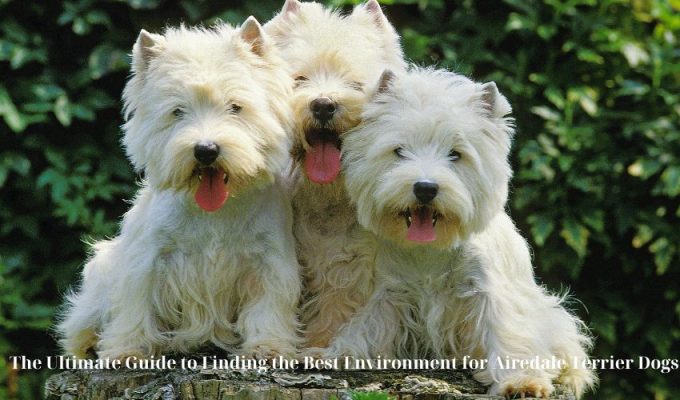 The Ultimate Guide to Finding the Best Environment for Airedale Terrier Dogs